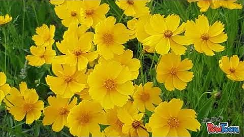 BIOL*2400 Evolution - Co-Evolution