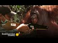 Casper the Orangutan: Mission Challenges