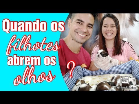 Vídeo: Pavimento pode desgastar as unhas de um cão?