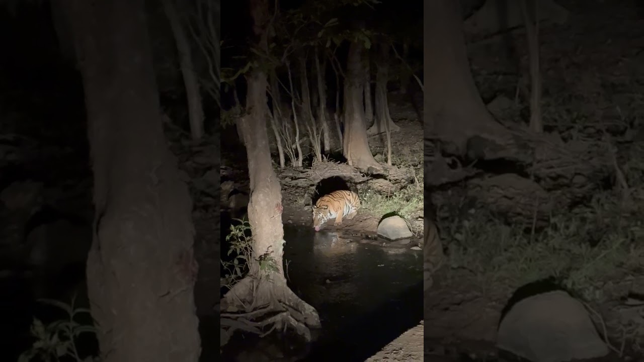 I have seen tiger drinks water during night Safari  