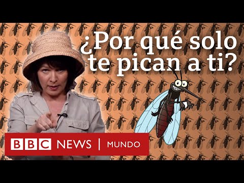 Video: ¿Por qué las moscas de los ciervos pican a los humanos?