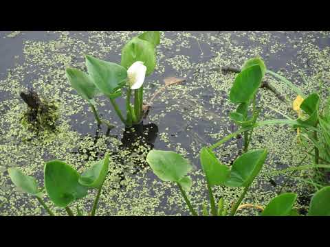 Водные растения