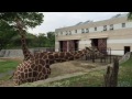 秋田大森山動物園キリン の動画、YouTube動画。