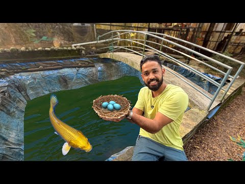 പുതിയ കിളികൂടും മുട്ടകളും !! | Aviary update