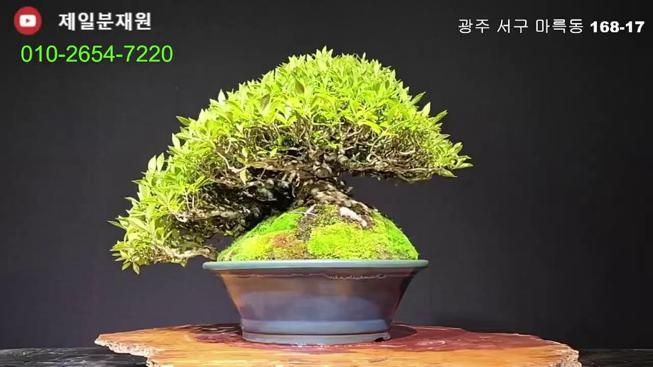 제일분재원 갤러리님의 라이브 방송