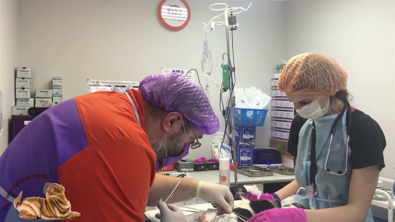 Мочекаменная болезнь у морской свинки.