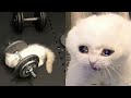 Try not to laugh  new funny cats   meowfunny part 13