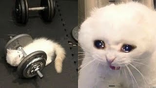 Try Not To Laugh 🤣 New Funny Cats Video 😹 - MeowFunny Part 13