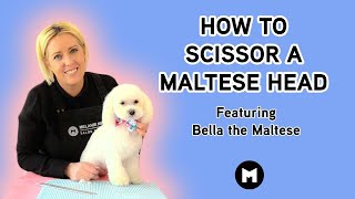 How to scissor a Maltese face.