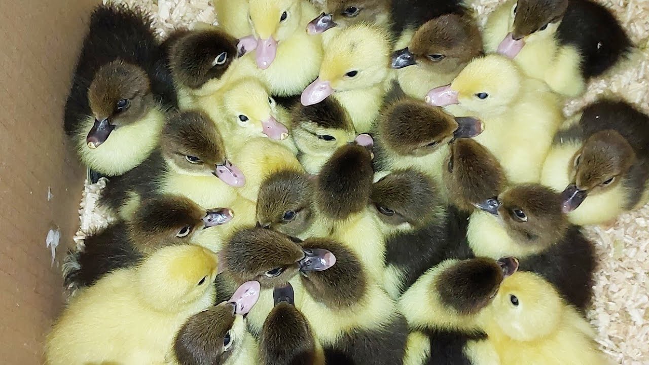 لو البط  الصغير بيموت ويتكسح يبقى لازم تعرفو السبب