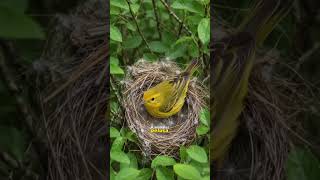 El ave más inteligente del bosque: su venganza dejó sin palabras a los científicos #wildlifeshorts