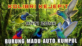 Suara Pikat Sogon Konin Sepah Raja Kolibri Anti Zonk | Paling Ampuh