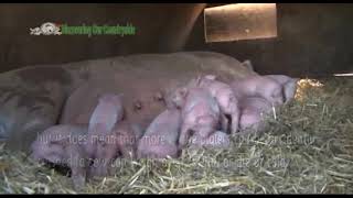 Pigs - Sows Farrowing Child Friendly