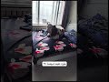 بقرة طبت لبيتنة 