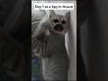 Day 1 as a Spy 🤣🤣🤣#shorts #funny #funnycatmemes  #cat