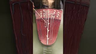 Nephron of Kidney with Dr. Masi