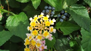 Lantana or Tickberry fruit - toxic or delicious Lantana camara