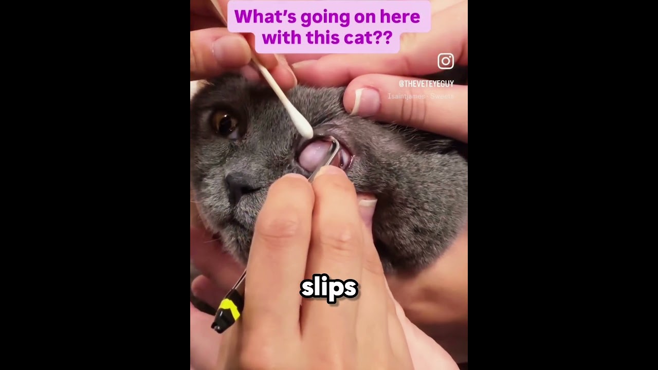 Every Cat Owner Needs To Know About This 😳🐱