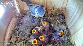 The chicks open their eyes | highlights nesting box livestream Happy & Holly