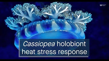 “Invisible” heat stress-induced bleaching in the upside-down jellyfish