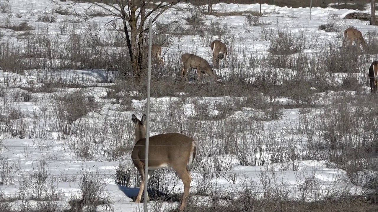 Elk in Garden Valley 1 YouTube