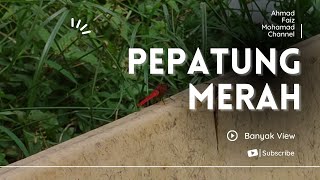 Pepatung  ڤڤاتوڠ