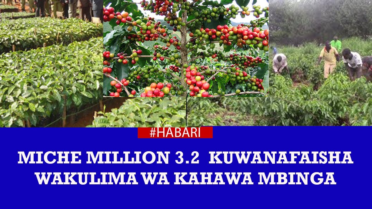 MICHE MILION 3.2  KUWANAFAISHA WAKULIMA WA KAHAWA MBINGA
