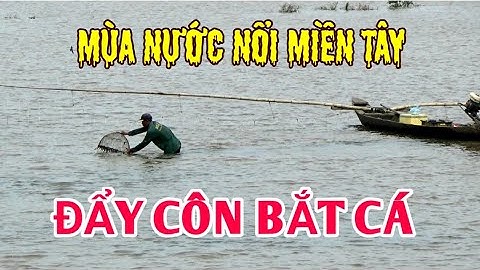 Xem Nông Dân Đẩy Côn Bắt Cá Mùa Nước Nổi | Quê Hương Miền Tây, HQV