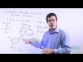 The Basics of DNA | DNA Structure, Nulceosides, Nucleotides, and Nucleic Acids