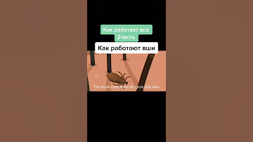 Как работают вши