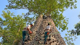 Cutting down an ancient Kapok tree with dangerous thorns before it causes an accident