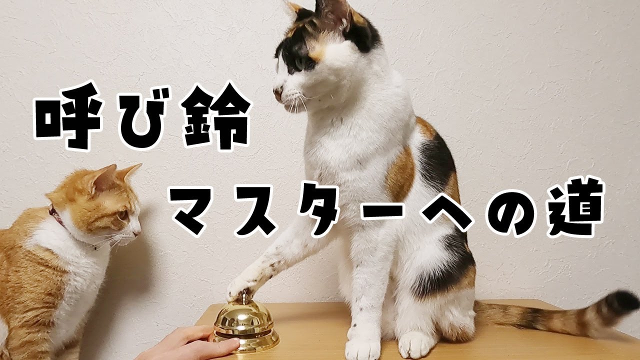 殺処分手前で迎えた保護猫の市をfip 猫伝染性腹膜炎 から救いたい 保護犬猫共同生活 22 05 19 公開 クラウドファンディング Readyfor