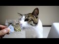 猫たちのキーホルダーを作ってみました