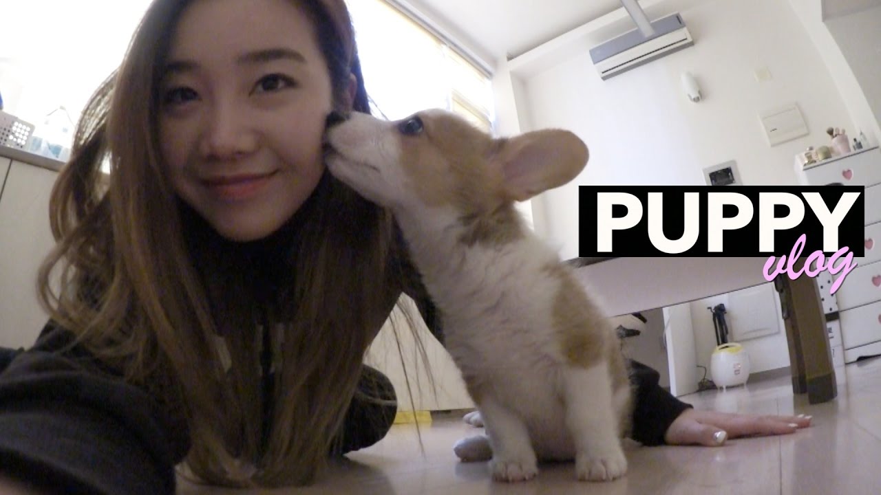 Meeting Sunnydahye's New Corgi Puppy, Gamja 🐶💕