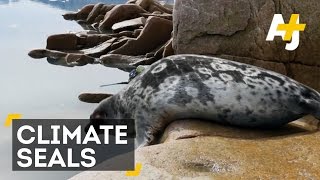 Seals Help Scientists Track Climate Change In Greenland