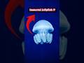 Turritopsis Dohrnii: The Jellyfish That Lives Forever!#facts#viralvideo#youdidntknow#sea#underwater