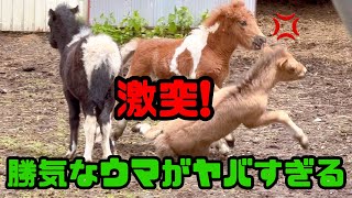 【馬の赤ちゃん】激突!勝気なウマがヤバすぎる