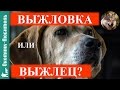 Выжлец или выжловка? Выбор собаки