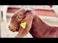 Update about RoseMo farm!