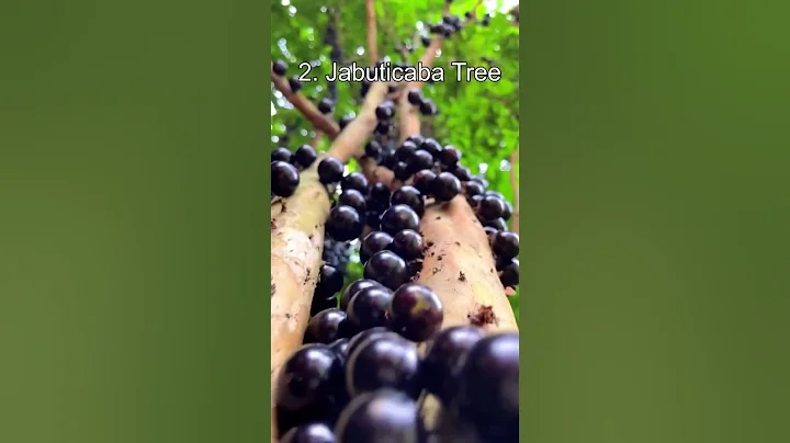 Top 5 Most Bizarre Trees #shorts