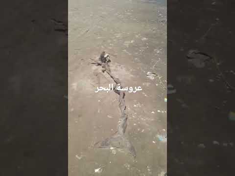 تم اكتشاف عروس البحر على شواطئ جمصه
