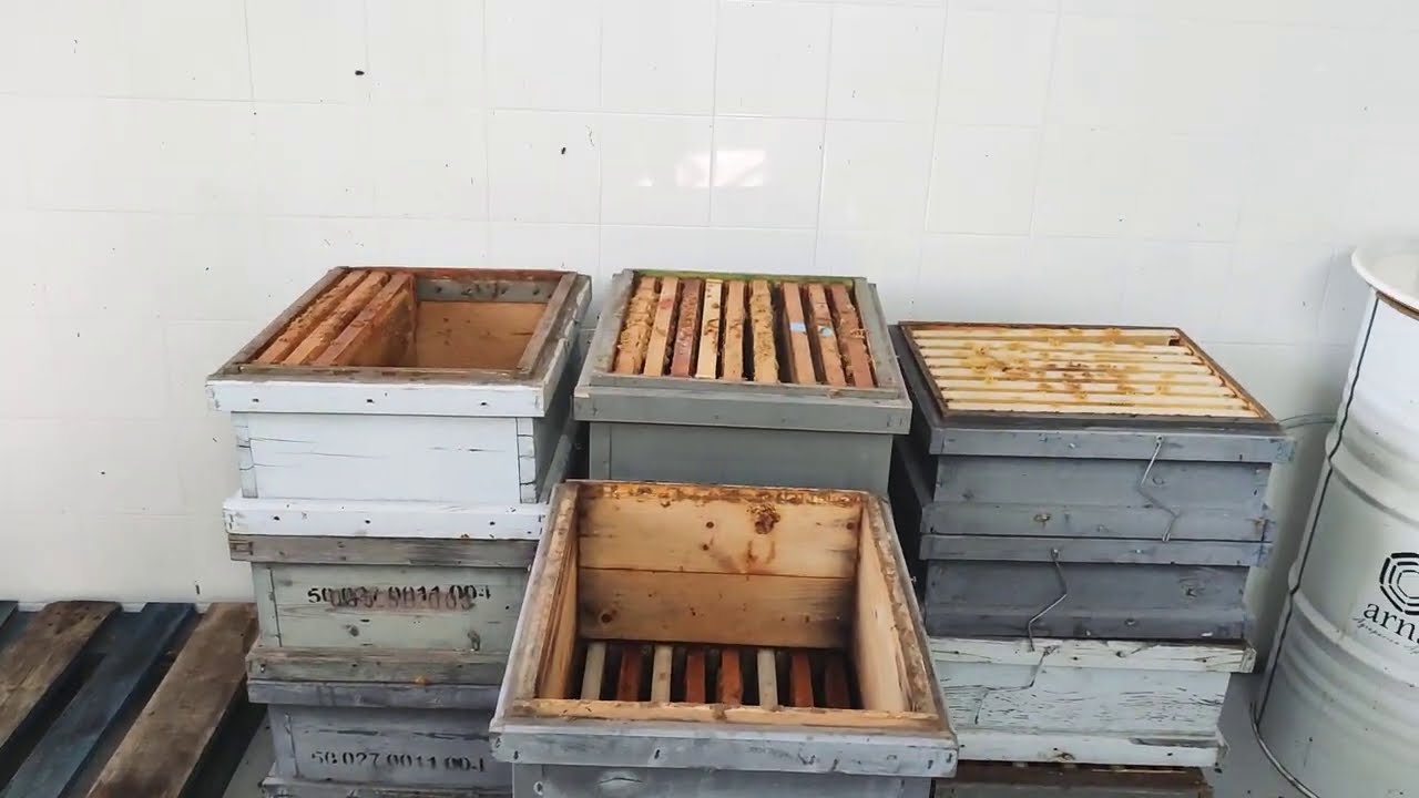 Extracción de miel (parte 2 )