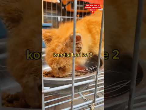menyulap kucing scabies jadi ganteng #fyp #viral #menolongkucing #griyaoren #shorts #kucinglucu