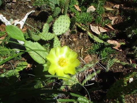 Opuntia cactus with yellow flowers / Canada