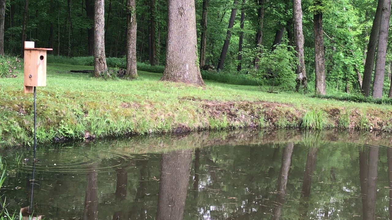 Wood Ducks Jump Day! YouTube
