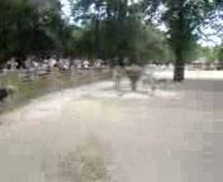 zebra and ostrich fight - YouTube