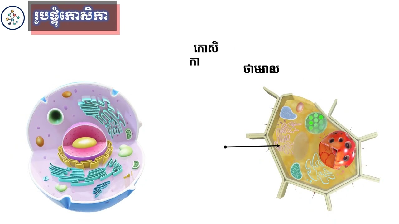 ជីវិទ្យា៖ ថ្នាក់ទី១០៖ ជំពូក២ ឯកសណ្ឋានភាពនៃភាវៈរស់ មេរៀនទី១ កោសិកា​ ភាគ០១