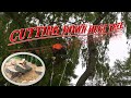Huge tree removal. Cutting down old big willow tree.