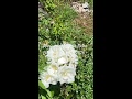 Mon rosier blanc a Notre Dame de Lourdes 25 mai 2026 il a bien grandit