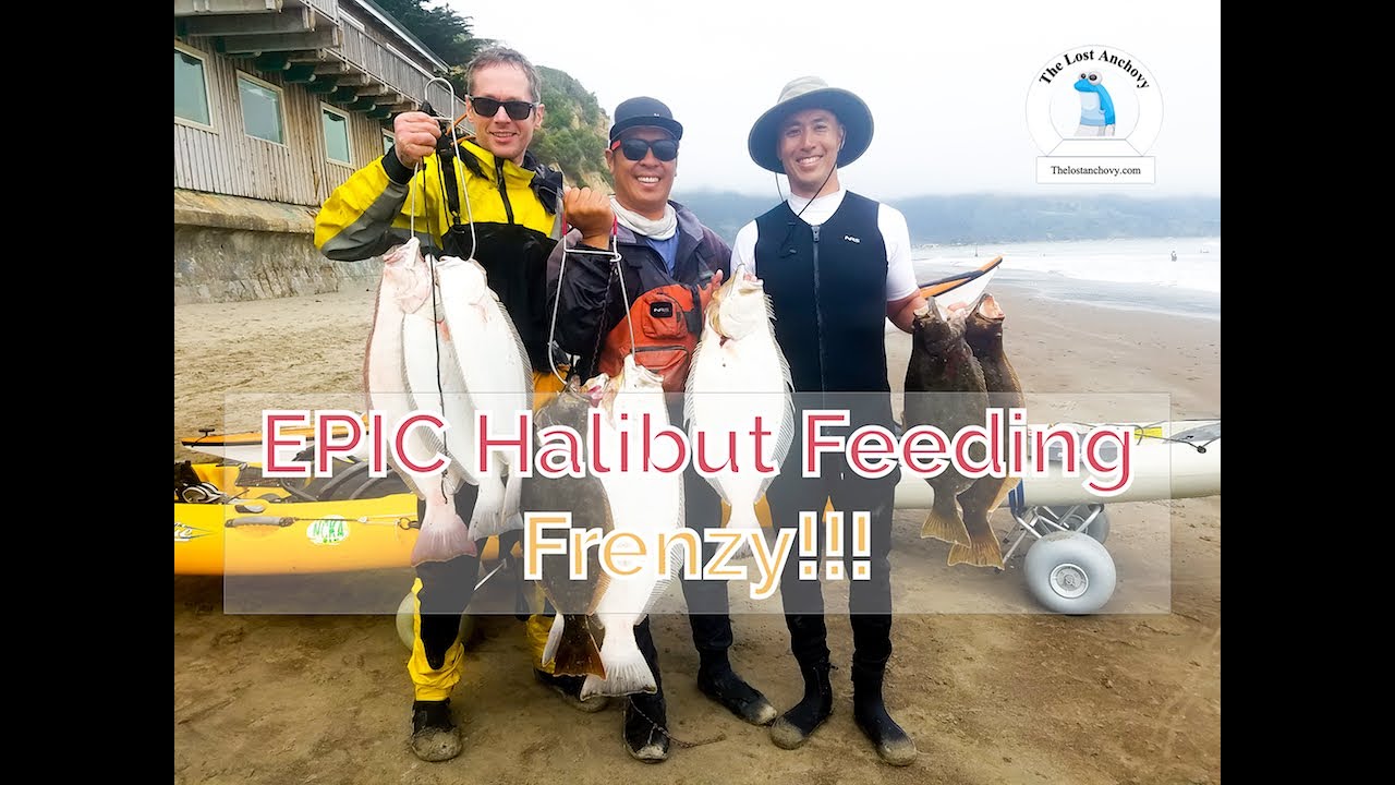 EPIC Bolinas Halibut Feeding Frenzy!!! YouTube